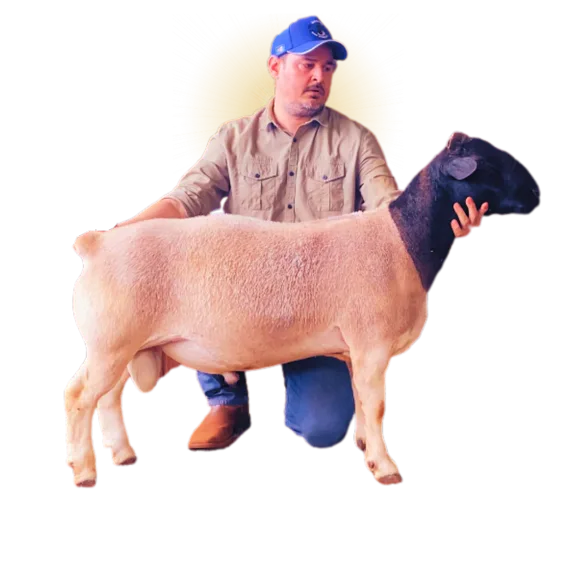 Ovino saudável